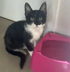 Cães e gatos resgatados buscam por lares definitivos - 6