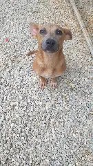 Cães e gatos resgatados buscam por lares definitivos - 10