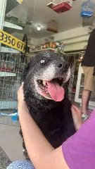 Cães e gatos resgatados buscam por lares definitivos - 3