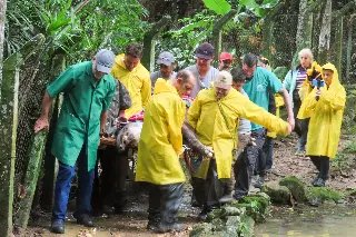 Anta do Zoo de Brusque passa por check-up - 2
