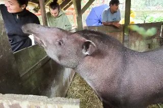 Anta do Zoo de Brusque passa por check-up - 3