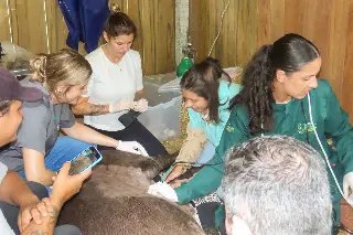 Anta do Zoo de Brusque passa por check-up - 4