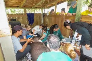 Anta do Zoo de Brusque passa por check-up - 1