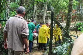 Anta do Zoo de Brusque passa por check-up - 5