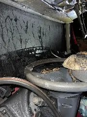 Calor faz motorista acordar e perceber que caminhão estava pegando fogo - 1
