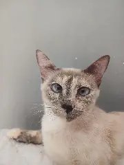 Bem Estar Animal: Cães resgatados estão em busca de um lar - 1