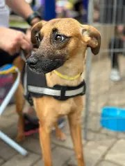 Bem Estar Animal: Cães resgatados estão em busca de um lar - 2