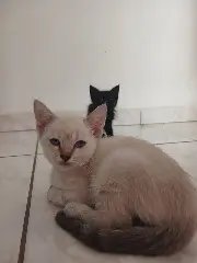 Bem Estar Animal: Cães resgatados estão em busca de um lar - 3