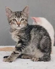 Bem Estar Animal: Cães resgatados estão em busca de um lar - 5