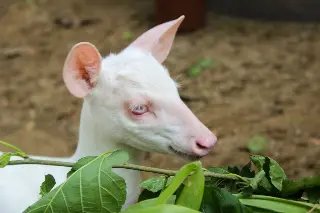 Zoo de Brusque é o primeiro a receber um veado albino - 3