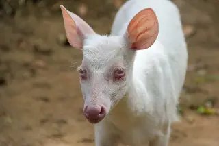 Zoo de Brusque é o primeiro a receber um veado albino - 1