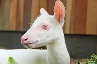 Zoo de Brusque é o primeiro a receber um veado albino - 2