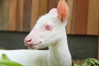 Zoo de Brusque é o primeiro a receber um veado albino - 4