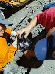 Bombeiros resgatam filhote de gato preso em bueiro - 1