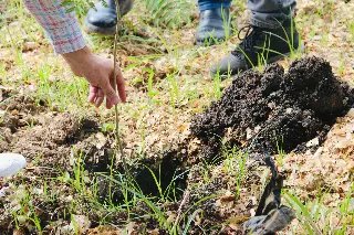 Plantio de 100 mudas de árvores compensa emissões de carbono da Fenarreco 2024 - 1