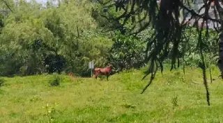(VÍDEO) Tentativa de evitar colisão com boi termina em acidente em Brusque - 2