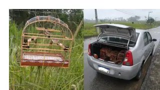 Polícia recebe denúncias e localiza suspeitos de crime ambiental - 3
