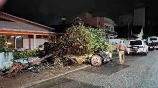 Motorista destrói muro e derruba árvore após colisão - 3
