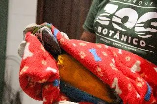 Arara-canindé é resgatada pela Fundema, em parceria com o Zoobotânico - 1
