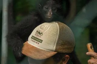 Macaquinho mais novo do Zoobotânico completa 2 anos - 3