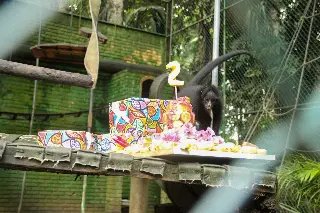 Macaquinho mais novo do Zoobotânico completa 2 anos - 1