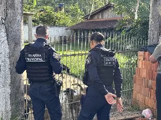 Canil clandestino é fechado no bairro Bilhante II após denúncia de maus-tratos - 1