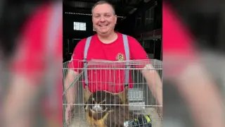Coruja fica presa a arame farpado e é resgatada por bombeiros - 1