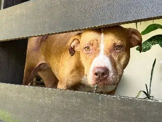 Possível caso de maus-tratos é descoberto após pitbulls matarem poodle e ferirem idosos - 1