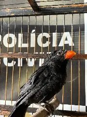 Possível caso de maus-tratos é descoberto após pitbulls matarem poodle e ferirem idosos - 4