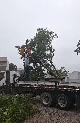 Temporal derruba árvore sobre casa no Rio Branco - 1