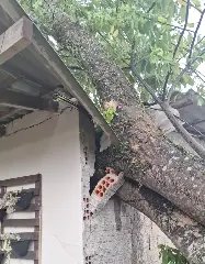 Temporal derruba árvore sobre casa no Rio Branco - 2