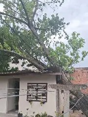 Temporal derruba árvore sobre casa no Rio Branco - 4