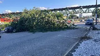 Trânsito é interrompido na Arno Carlos Gracher após queda de árvore - 1