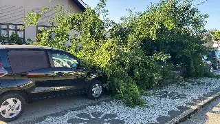 Trânsito é interrompido na Arno Carlos Gracher após queda de árvore - 2
