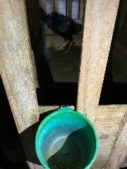 (VÍDEO) Polícia identifica criação de galos em situação de maus-tratos - 2