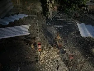 (VÍDEO) Polícia identifica criação de galos em situação de maus-tratos - 4