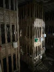 (VÍDEO) Polícia identifica criação de galos em situação de maus-tratos - 1