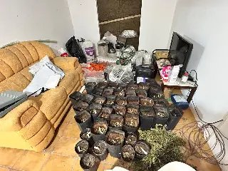 Operação da Polícia apreende 350 pés de maconha e 12 litros de óleo de cannabis - 4