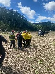 Homem fica gravemente ferido após ser atingido por árvore - 1
