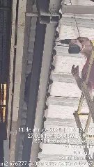 Cão caramelo assusta tamanduá que sobe galpão e é salvo pelos Bombeiros - 1