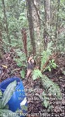 Cão caramelo assusta tamanduá que sobe galpão e é salvo pelos Bombeiros - 4