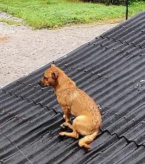 Cachorro persegue gato, mas precisa ser resgatado ao ficar preso em cima do telhado  - 1