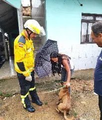 Cachorro persegue gato, mas precisa ser resgatado ao ficar preso em cima do telhado  - 2