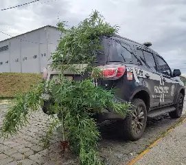 Pé de maconha de 2,5 kg é encontrado perto de creche em SC - 1
