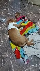 Vizinho atira em cachorro e confessa crime à polícia - 1
