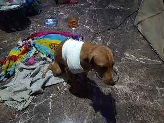 Vizinho atira em cachorro e confessa crime à polícia - 3