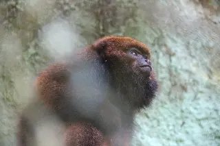 Parque Zoobotânico tem novo morador - 2