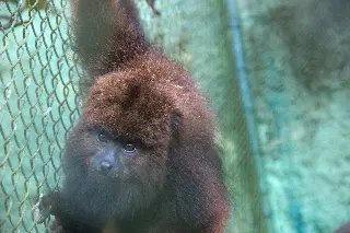 Parque Zoobotânico tem novo morador - 3