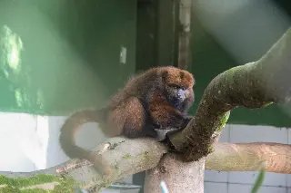 Parque Zoobotânico tem novo morador - 1