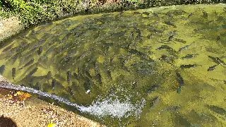 Procura por carne de peixes aumenta na Semana Santa e ajuda produtores locais - 5